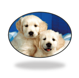 ハウスのしつけ