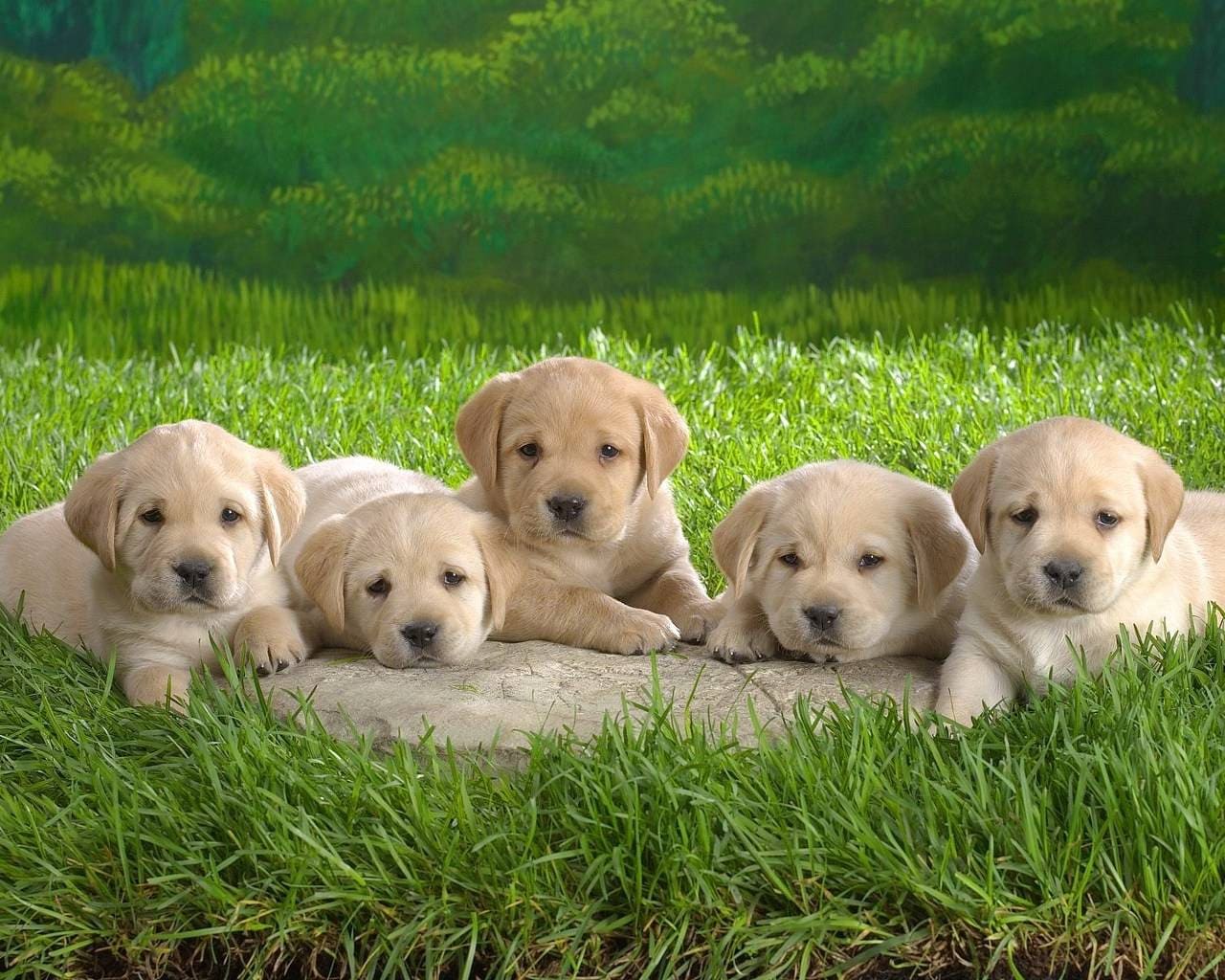 区別をつけるために