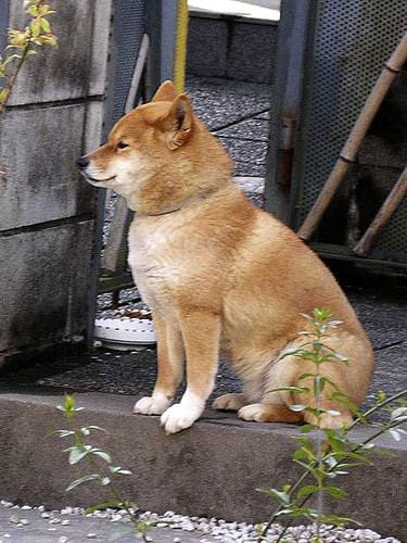 服従関係と信頼関係