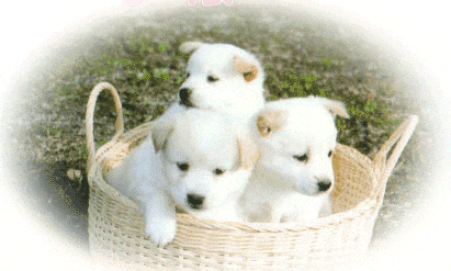 犬のアイコンタクトのしつけ