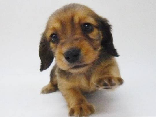 犬のアイコンタクトのしつけ